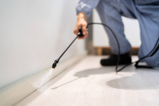 Licensed Wasp Removal service in Coralville, IA - Show Me Pest Control